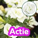 Afbeelding van Petunia P12 "Actie" Double Pearl